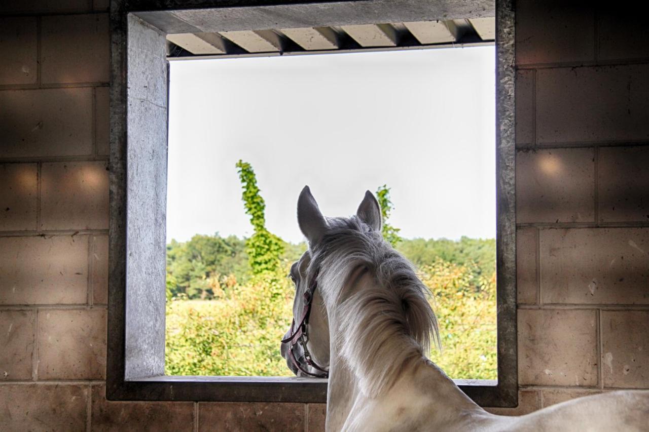 Horsetellerie Rheezerveen ハルデンベルグ エクステリア 写真