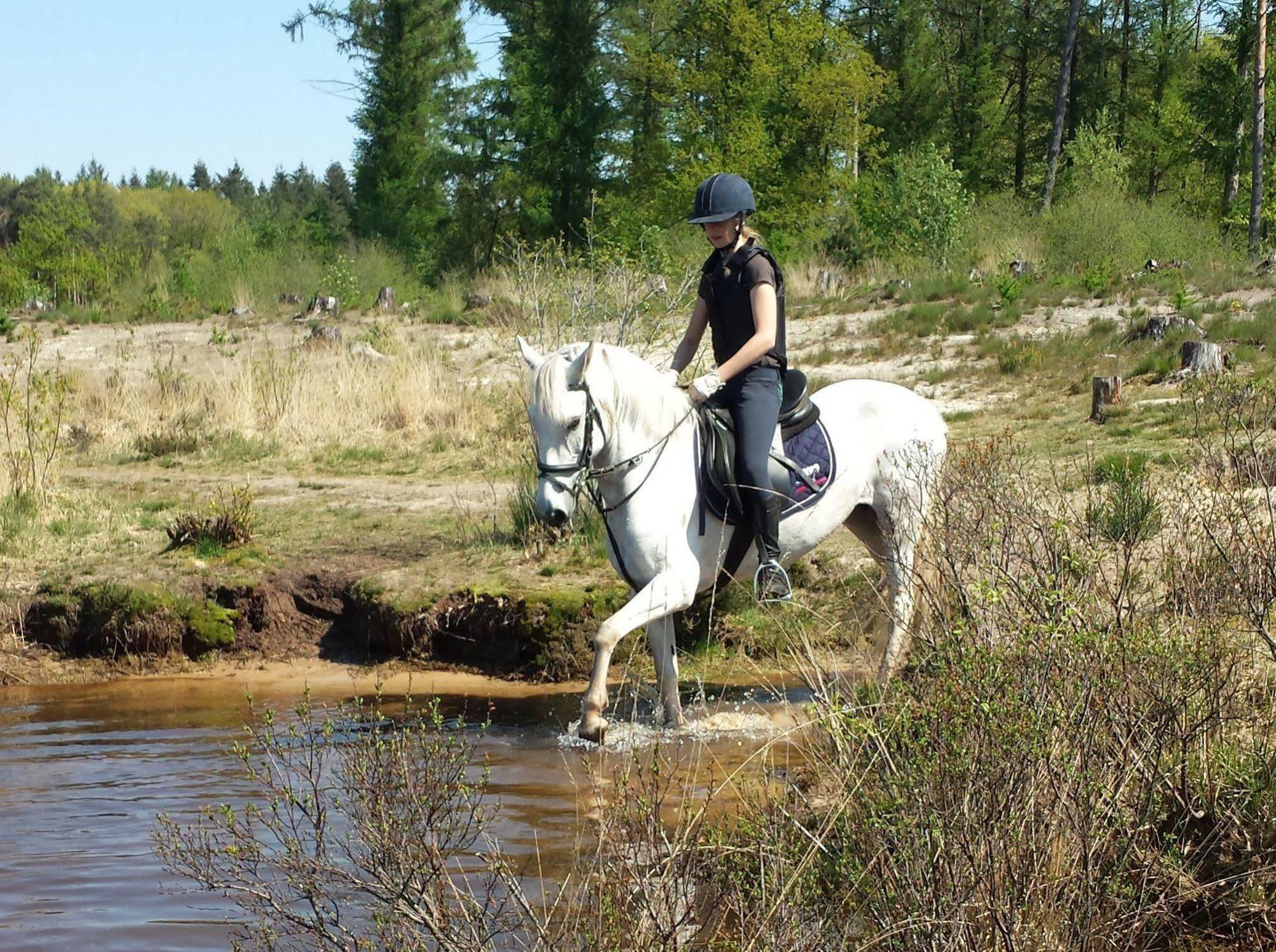 Horsetellerie Rheezerveen ハルデンベルグ エクステリア 写真